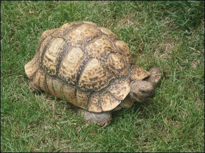 Comment dit-on "tortue" en anglais ?