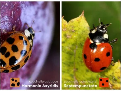 Comment dit-on "coccinelle" en anglais ?