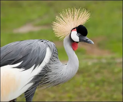 Sur quel continent retrouve-t-on la grue royale ?