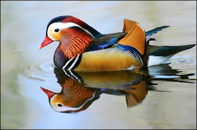 A la fin de quelle saison le canard mandarin perd-il ses couleurs ?