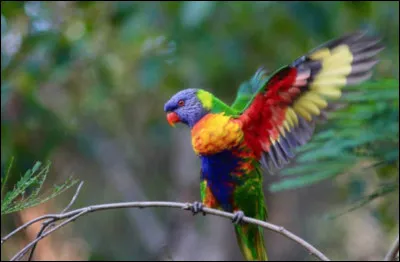 Laquelle de ces données est exacte concernant le loriquet à tête bleue ?