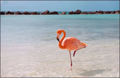Pourquoi le flamant rose est-il rose ?