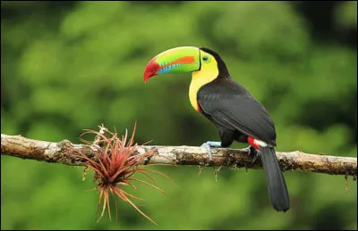Où le toucan à carène vit-il ?