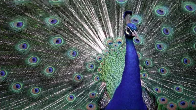 Dans quel but le paon déploie-t-il toutes ses plumes ?