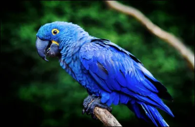 Quelle envergure l'ara hyacinthe peut-il atteindre ?