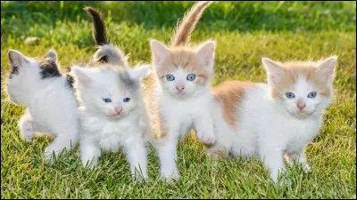 Qui est son mentor ?