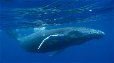 Quelle baleine est la plus grosse du monde ?