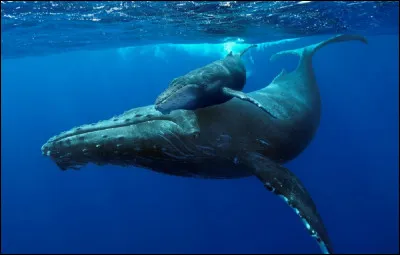 Quel est le nom du petit de la baleine ?