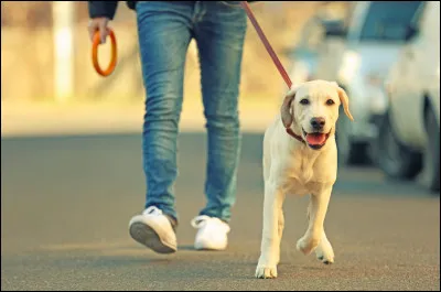 Vous pouvez promener votre chien :