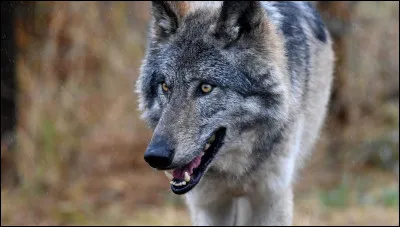 À quoi appartiennent les queues de Hachibi ?