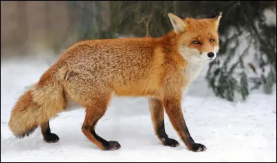 Quelle est la famille d'un renard ?