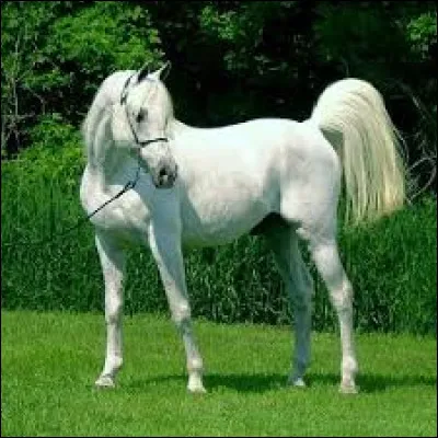 Quelle est la robe de ce cheval ? 
Attention les yeux peuvent tromper, ne jamais se fier à ce que l'on voit !