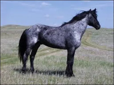 Quelle est la robe de ce cheval ?