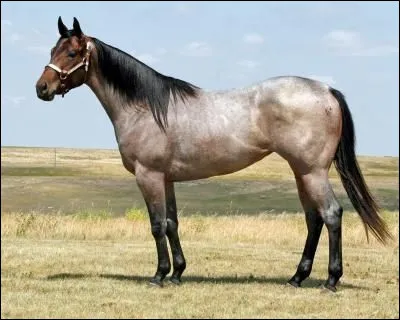 Quelle est la robe de ce cheval ?