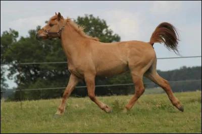 Quelle est la robe de ce cheval ?