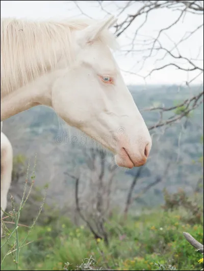 Quelle est la robe de cette jument ?