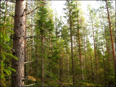 Quels chats du Clan du Vent raccompagnent Cœur de Feu et Plume Grise à travers le territoire du Clan de la Rivière ?