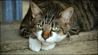 Quel chat du Clan du Vent vient demander l’aide des guerriers du Clan du Tonnerre lors de l’attaque du Clan de la Rivière et du Clan de l’Ombre ?