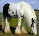 Quelle est la race de ce cheval ?
