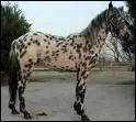 Quelle est la race de ce cheval ?