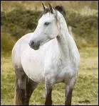 Quelle est la race de ce cheval ?