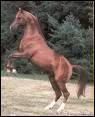 Quelle est la race de ce cheval ?