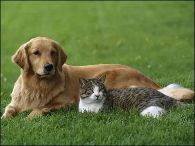 Je sais que cette question revient beaucoup dans les questionnaires de personnalité mais...