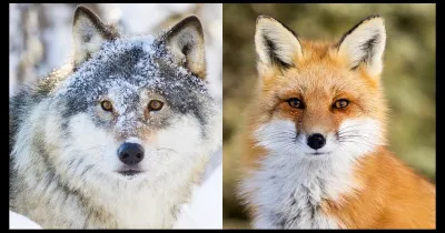 Quel animal préfères-tu ?