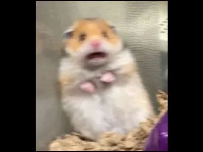 Quel est ton animal préféré ?