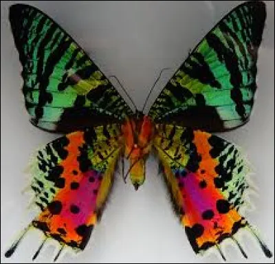 De quel ordre d'insectes l'uranie de Madagascar fait-elle partie ?