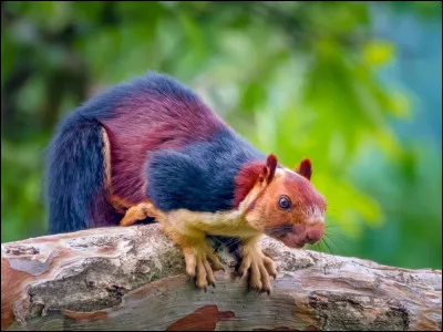 L'écureuil géant d'Inde existe-t-il ?