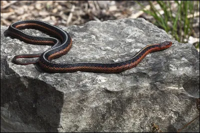 Cette couleuvre rayée est très répandue dans une région. Où se rencontre-t-elle ?