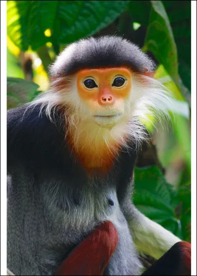Le douc à pattes rousses est en danger critique d'extinction. Dans quel pays vit ce primate ?