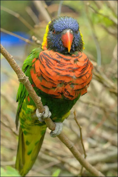 Le loriquet à tête bleue vit en très grandes bandes, mais ne choisira qu'un seul partenaire pour toute sa vie. Sur quels continents habite-t-il ?
(Deux réponses)