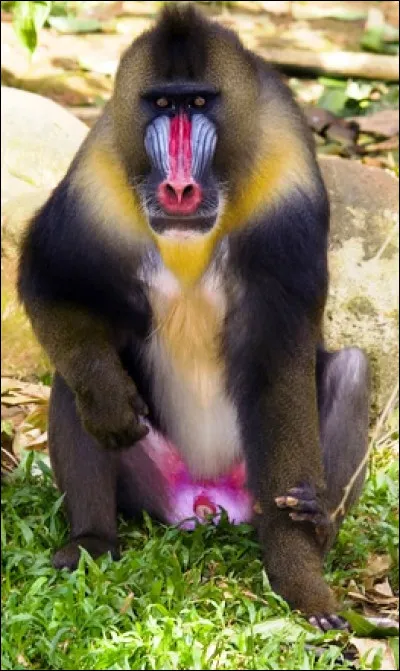 Le mandrill a pour prédateur le léopard. Dans quelle région africaine vit-il ?