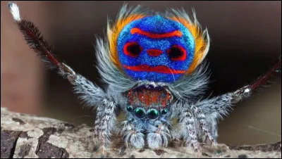 L'araignée paon est connue pour sa danse nuptiale rythmée. Pouvez-vous retrouver son lieu d'habitation ?