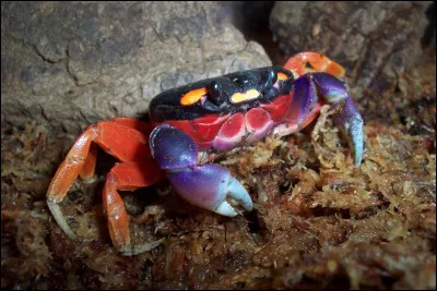 Le petit crabe de lune, ou crabe harlequin, vit sur la côte Pacifique du sud du Mexique, et aime se cacher et creuser dans le sable. Jusqu'où s'étend son territoire ?