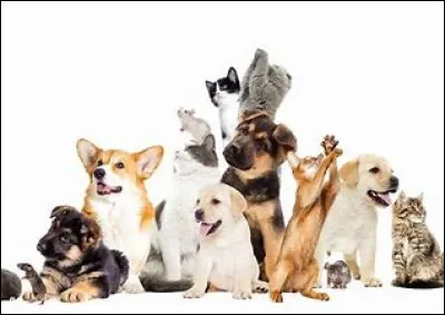 Quel animal aimes-tu le plus dans ces animaux ?