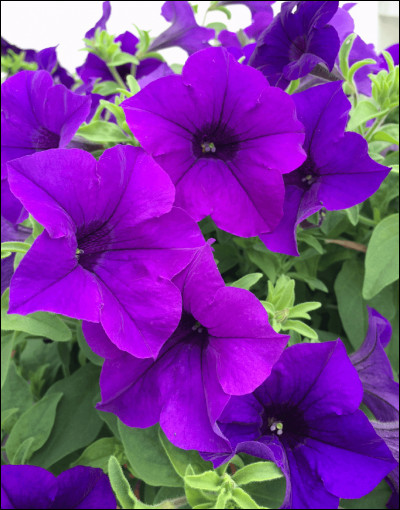 Regarde à la dernière question ! !