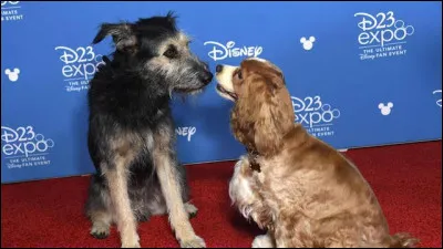 Comment s'appelle le chien qui a joué Clochard dans le film La Belle et le Clochard sorti en 2019 ?