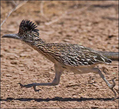 Et pour finir, trouve le nom de cet oiseau de fiction, plus rapide qu'Usain Bolt !