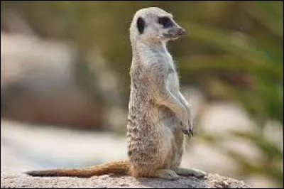 Il est un personnage très important de ce film, trouve son nom !