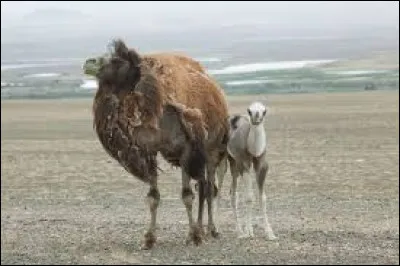 Combien de temps dure la gestation de la chamelle ?