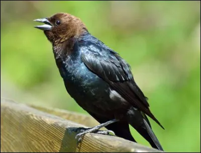 Quel est cet oiseau parasite d'Amérique du Nord inféodé aux troupeaux de bisons qui dérangent par leurs déplacements des milliers d'insectes, la nourriture principale de cet animal ?