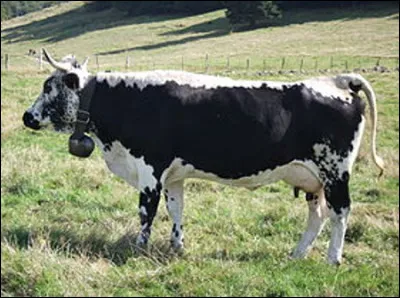 Quelle est cette race bovine française adaptée à la montagne qui se reconnait par sa bande dorsale blanche et ses taches noires ?