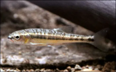 Quel est ce petit poisson de 2 à 10 cm de long qui sert d'appât pour la pêche aux poissons de plus grandes tailles ?