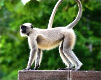 Quel ce singe au pelage gris avec une très longue queue qui vit en Afrique dans les zones boisées et les savanes ?