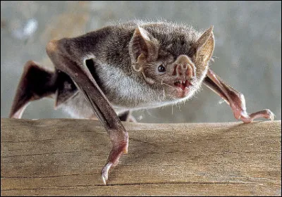 Quelle est cette espèce de chauve-souris, mammifère parasite qui se nourrit de sang du bétail ?