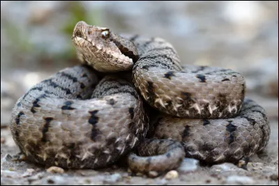 Quel est ce serpent venimeux qui vit dans les milieux broussailleux et dont la morsure est dangereuse pour l'homme ?