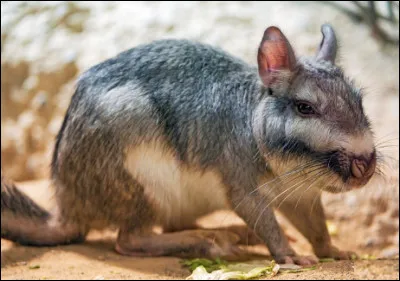 Quel est ce mammifère rongeur nocturne d'Amérique du Sud, chassé pour sa fourrure ?